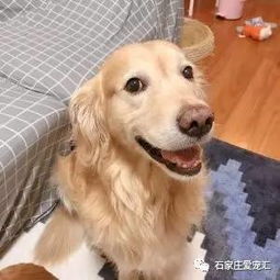 (萌宠呈祥官网)萌宠呈祥是否改名了？最新消息揭晓：是否已更名为其他名称？