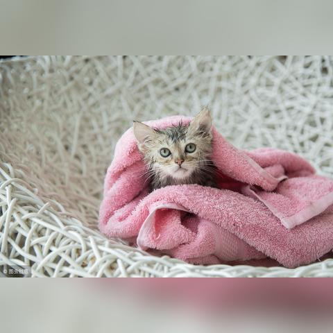 (猫咪大战争官网下载最新版本)欢迎访问猫咪大战争官网下载：火爆游戏等你来战！
